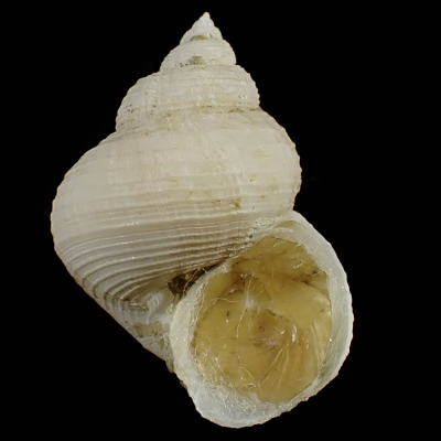 Alora annulata
