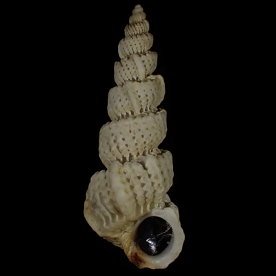 Cirsotrema dalli