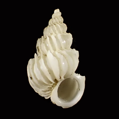Epitonium tenuicostatum