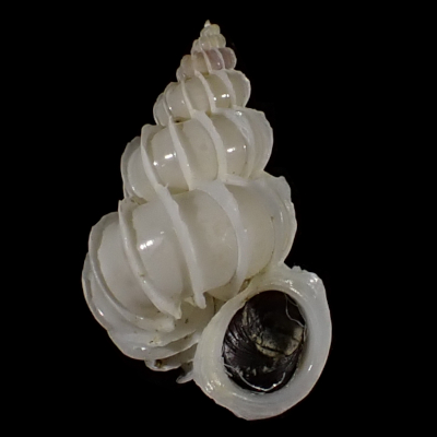 Epitonium syoichiroi