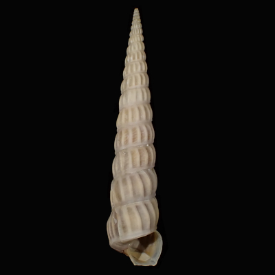 Claviscala terebralioides