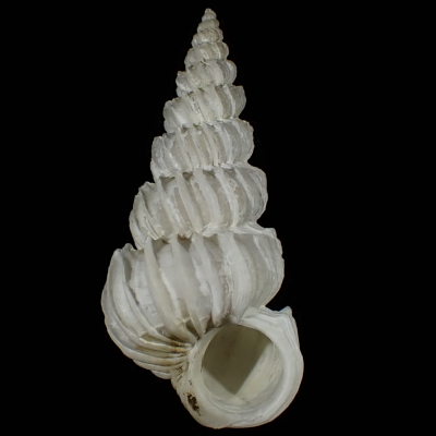 Cirsotrema amplsum