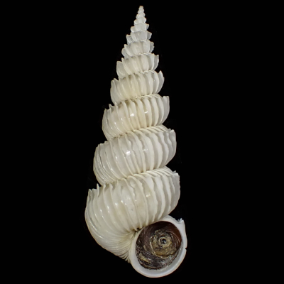 Epitonium sakuraii