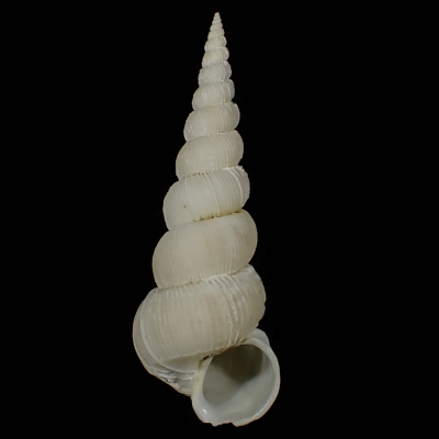 Amaea thielei