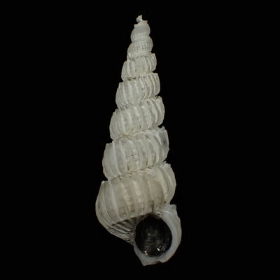 Cirsotrema mituokai