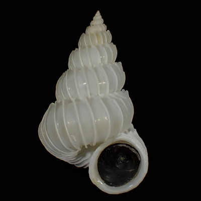 Epitonium pallasii pallasii