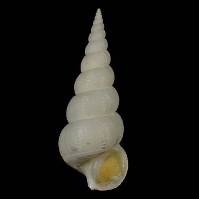 Amaea secunda
