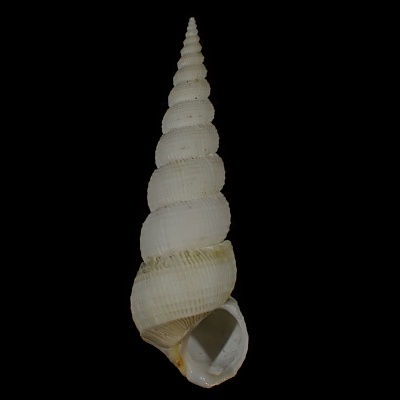 Amaea oyasionensis