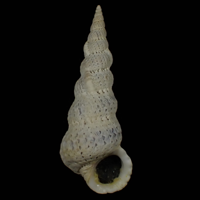 Cirsotrema varicosum