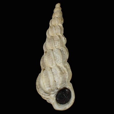 Cirsotrema greenlandicum