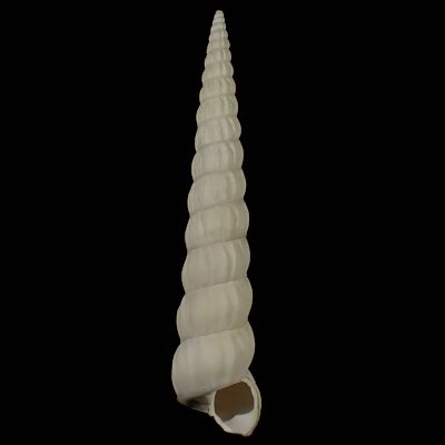 Claviscala terebralioides