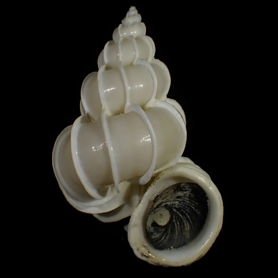 Epitonium scalare