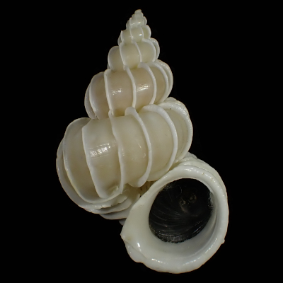 Epitonium scalare