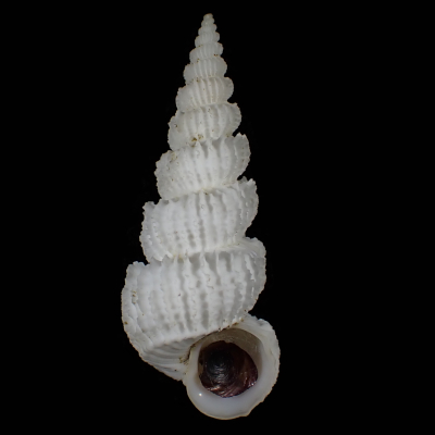 Cirsotrema edgari