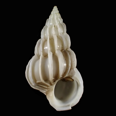 Gyroscala lamellosa