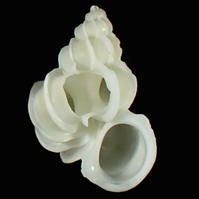 Epitonium liliputanum
