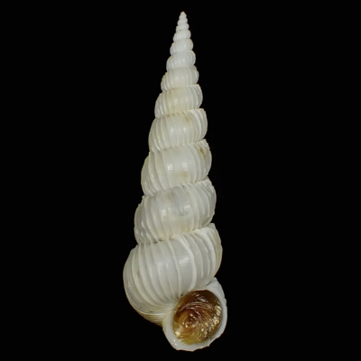 Gyroscala iwaotakii