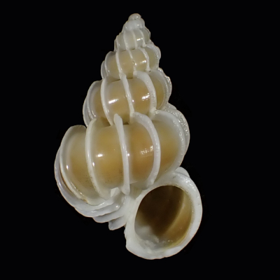 Epitonium pallasii neglectum