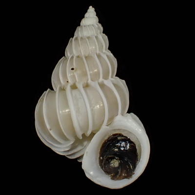 Epitonium pallasii pallasii