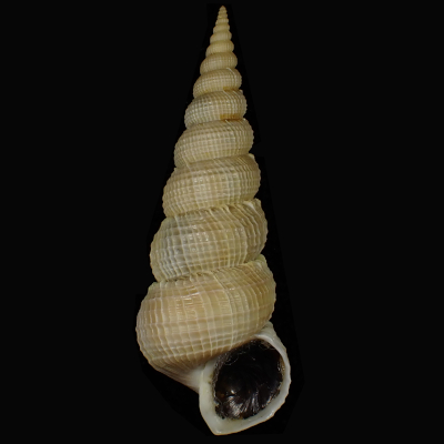 Amaea ferminiana