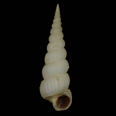 Amaea cerea