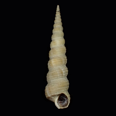Eglisia lanceolata