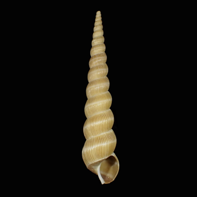 Amaea acuminata