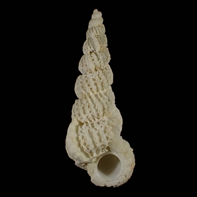 Cirsotrema abbreviatum
