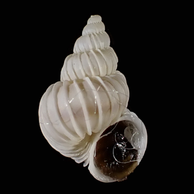 Epitonium robillardi