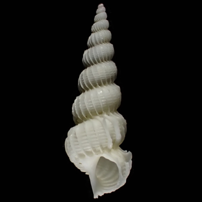 Epitonium eximiellum