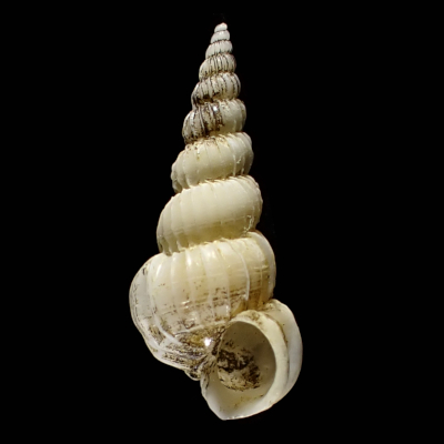 Cirsotrema mituokai