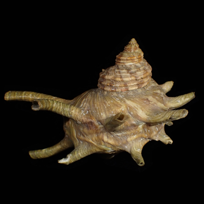 Sazae Turbo cornutus