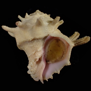 Babelomurex longispinosus