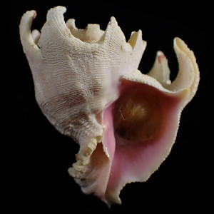 Babelomurex longispinosus