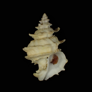 Babelomurex couturieri