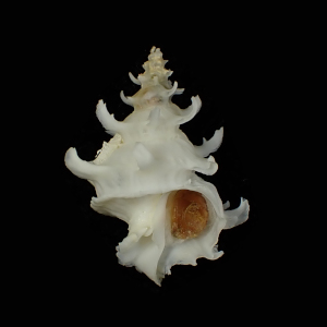 Babelomurex couturieri