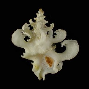 Babelomurex couturieri