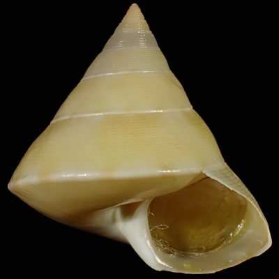 Calliostoma hayamanus �n���}�q���R�}