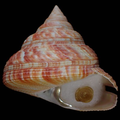 Mikadotrochus beyrichii �I�L�i�G�r�X