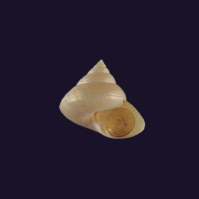 Calliostoma akoya