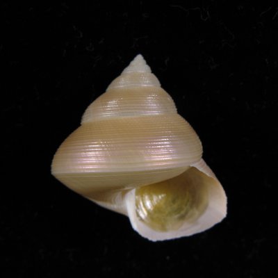 Calliostoma akoya