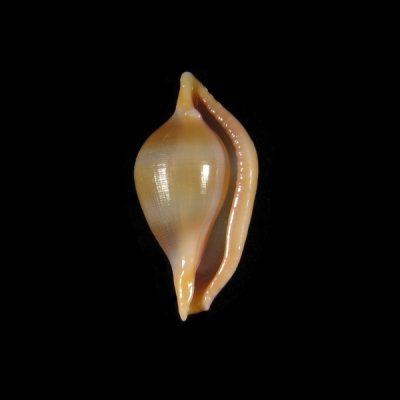 Primovula azumai