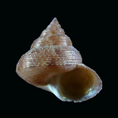 Calliostoma sp