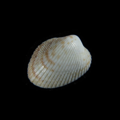 Afrocardium ebaranum