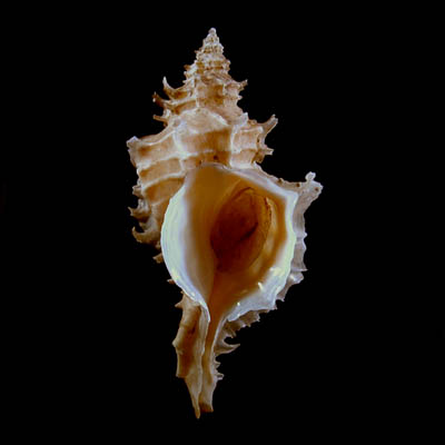 Nipponotrophon echinus