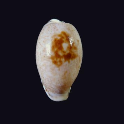 Cypraea gracilis