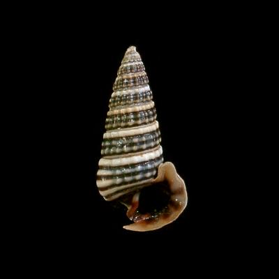 Cerithidea cingulata