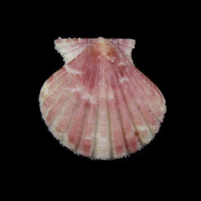 qNKC Cryptopecten vesiculosus