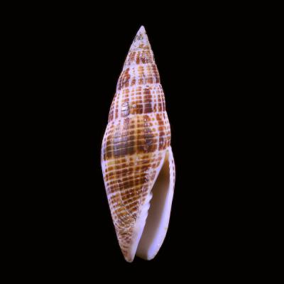 Mitra inquinata