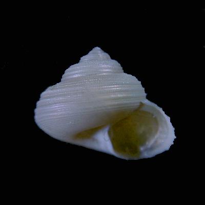 Omphalomargarites sagamiensis